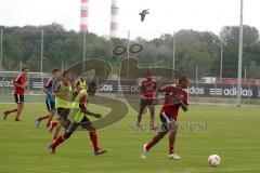 Vermisster Graupapagei beim Trainingsauftakt des FC Ingolstadt 04 - Graupapagei Rocky fliegt über der Mannschaft